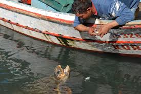 Caretta Caretta